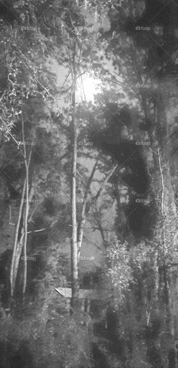 building in the trees under moonlight b/w