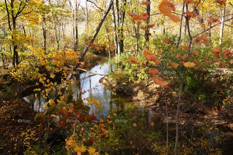 Canton Michigan in the fall!