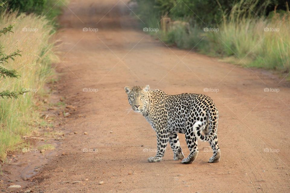 A leopard looking back at the camera on a dirt path