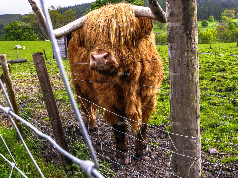 Highland cow