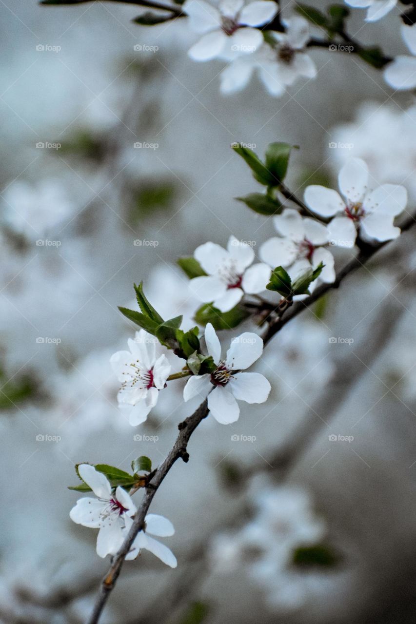 spring flowers on a tree