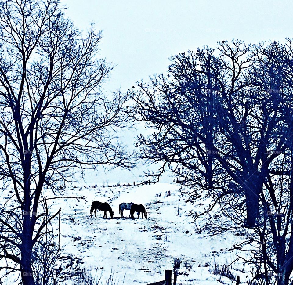 Snow horses 