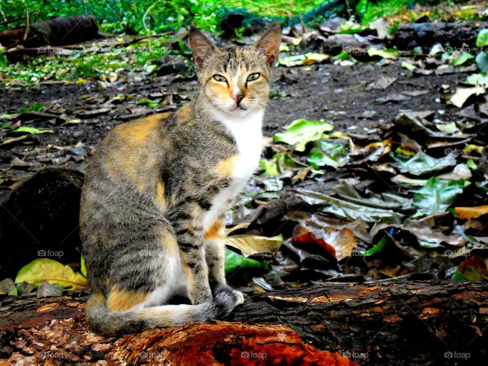 cat sitting on a fallen tree