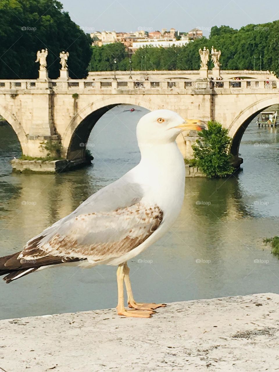 Seagull in Rome