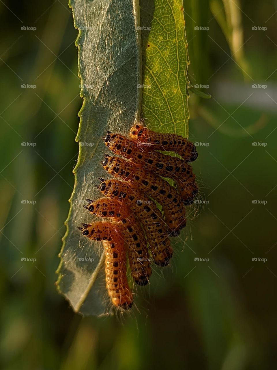 worms on hanging leave