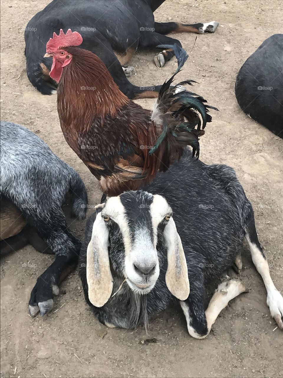 He does what he wants. Rooster Man. 