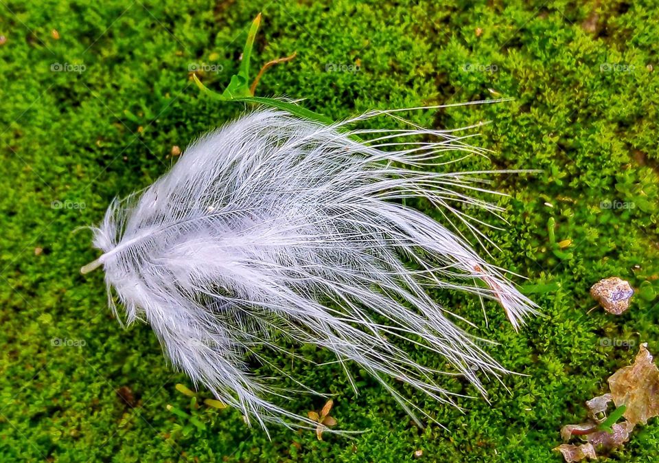 Delicate White Feather on the Ground