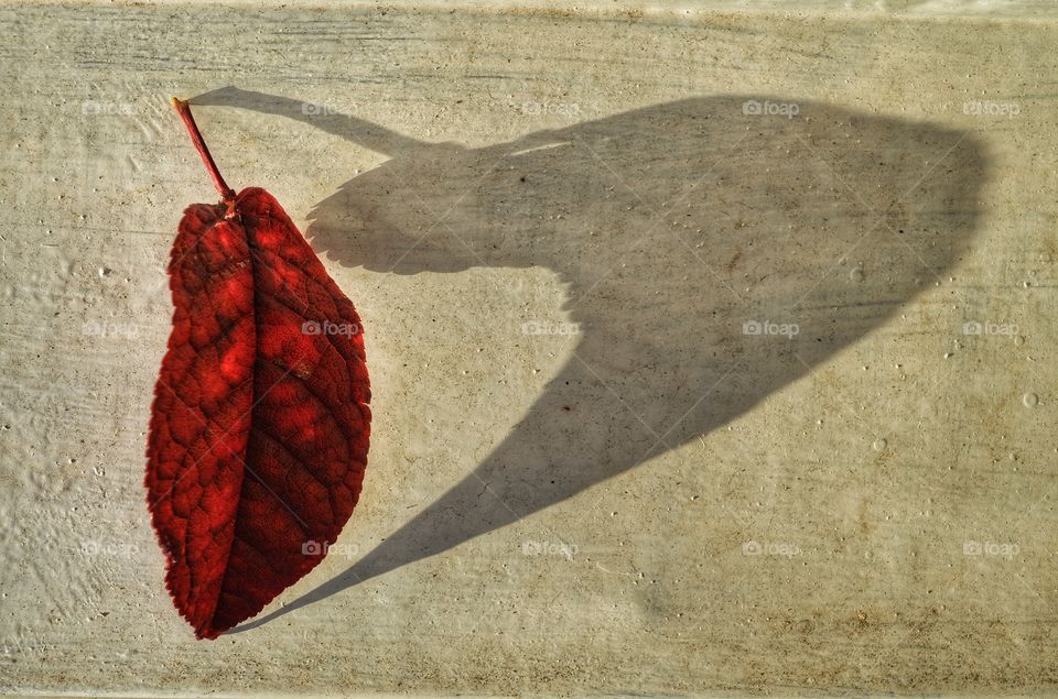 No Person, Texture, Desktop, Abstract, Leaf