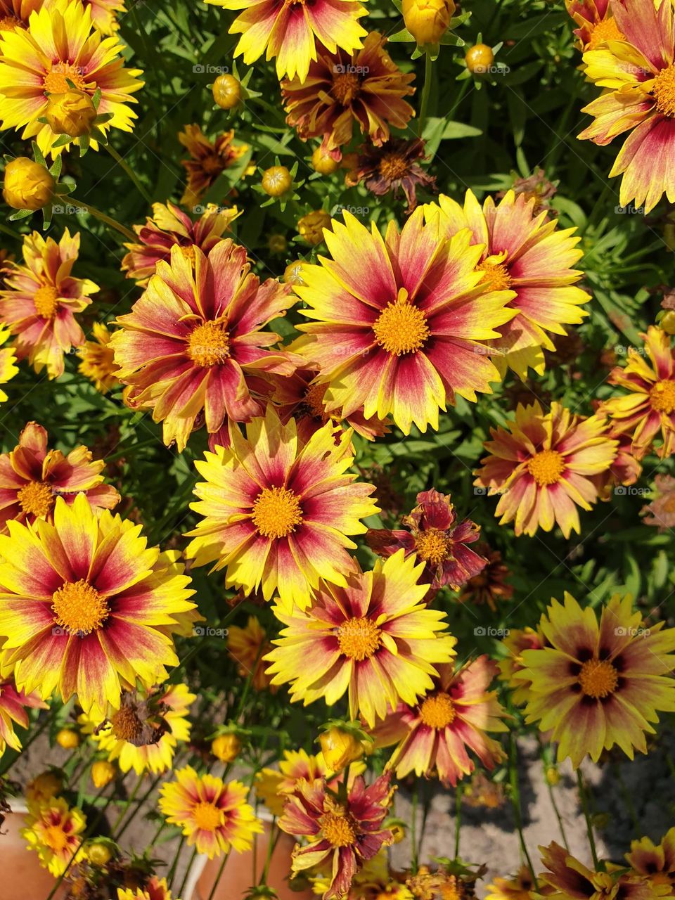 a portrait of multiple coreopsis or enchanted eve flowers during a sunny day.