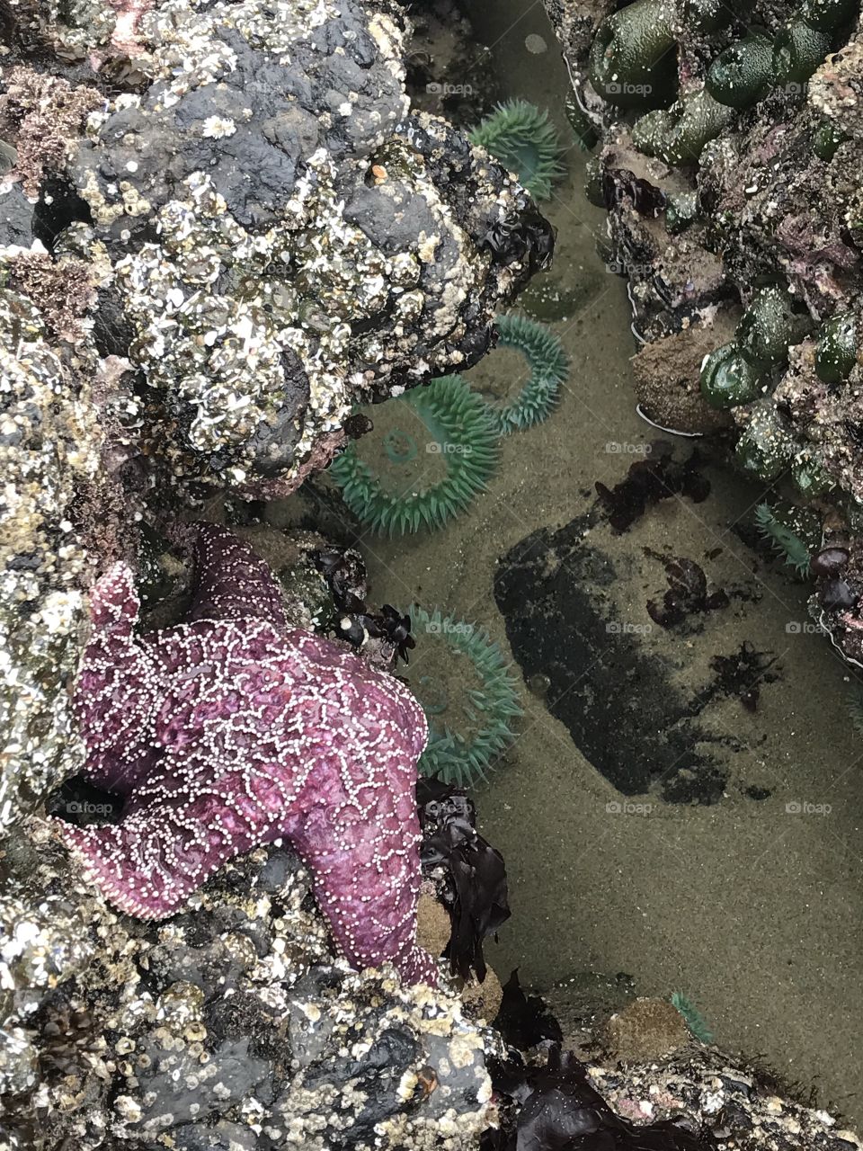 Tide pools filled with colorful starfish and sea anemones at Haystack Rock 