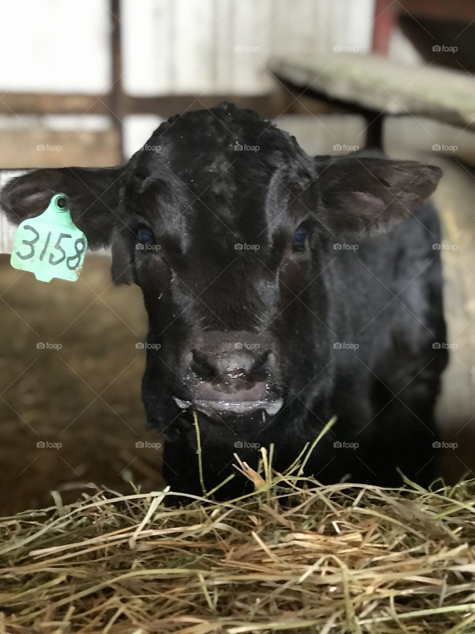 Baby calf. Spring. Farm. Calf