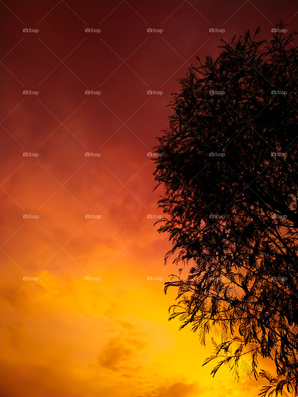 Tree as silhouette in sky sunset twilight time. In Rajasthan India