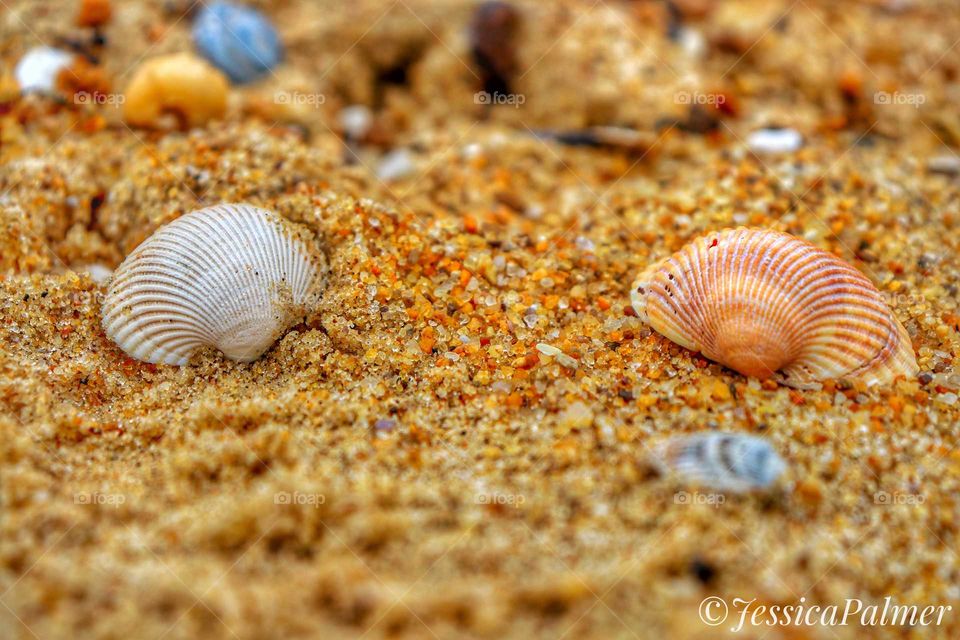 beach sand with shells. unique whole shells naturally places. perfect for background of beach lovers!! purchase now they're going fast!!