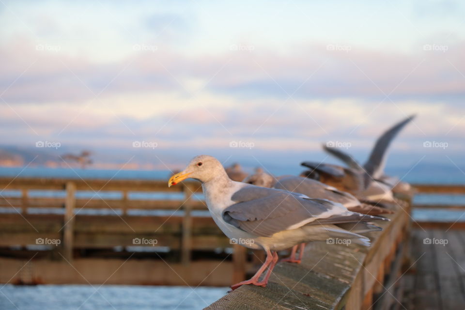 Seagulls