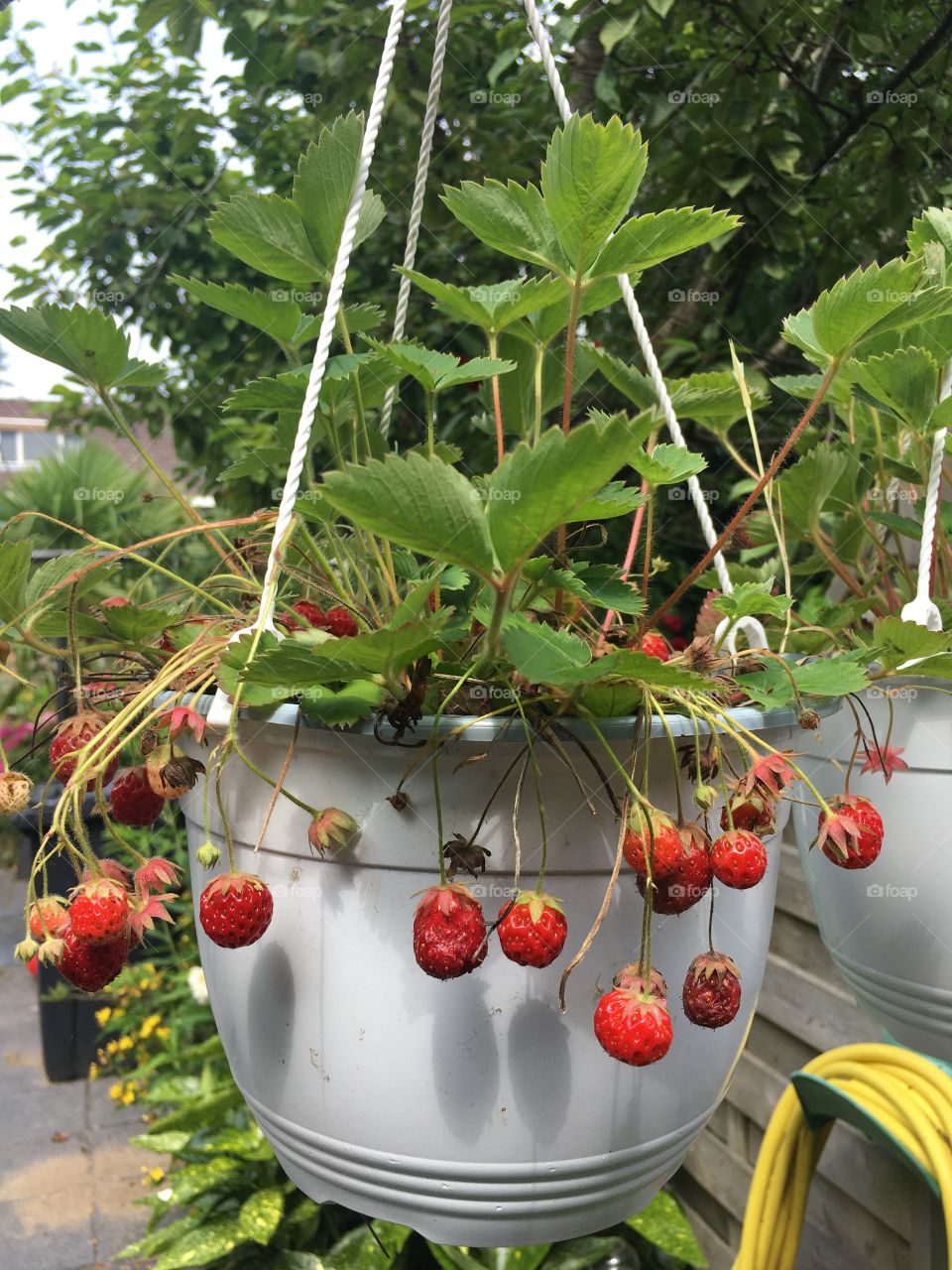 Hanging strawberry plant in the Netherlands