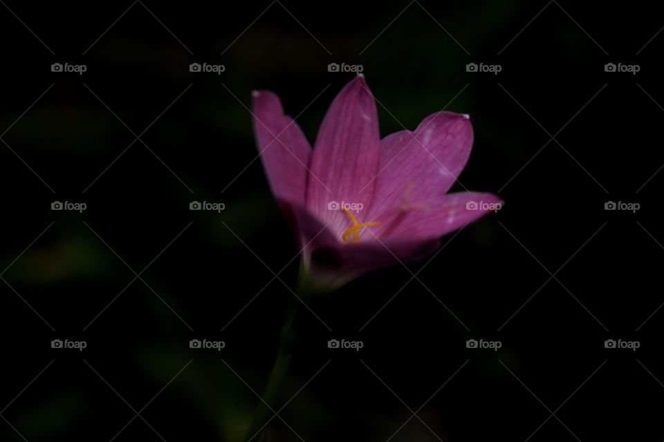 Pink flower bloomed in dark background