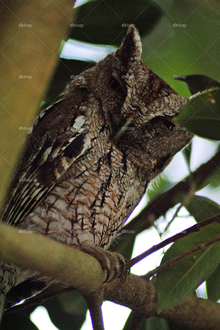 Eastern screech owl