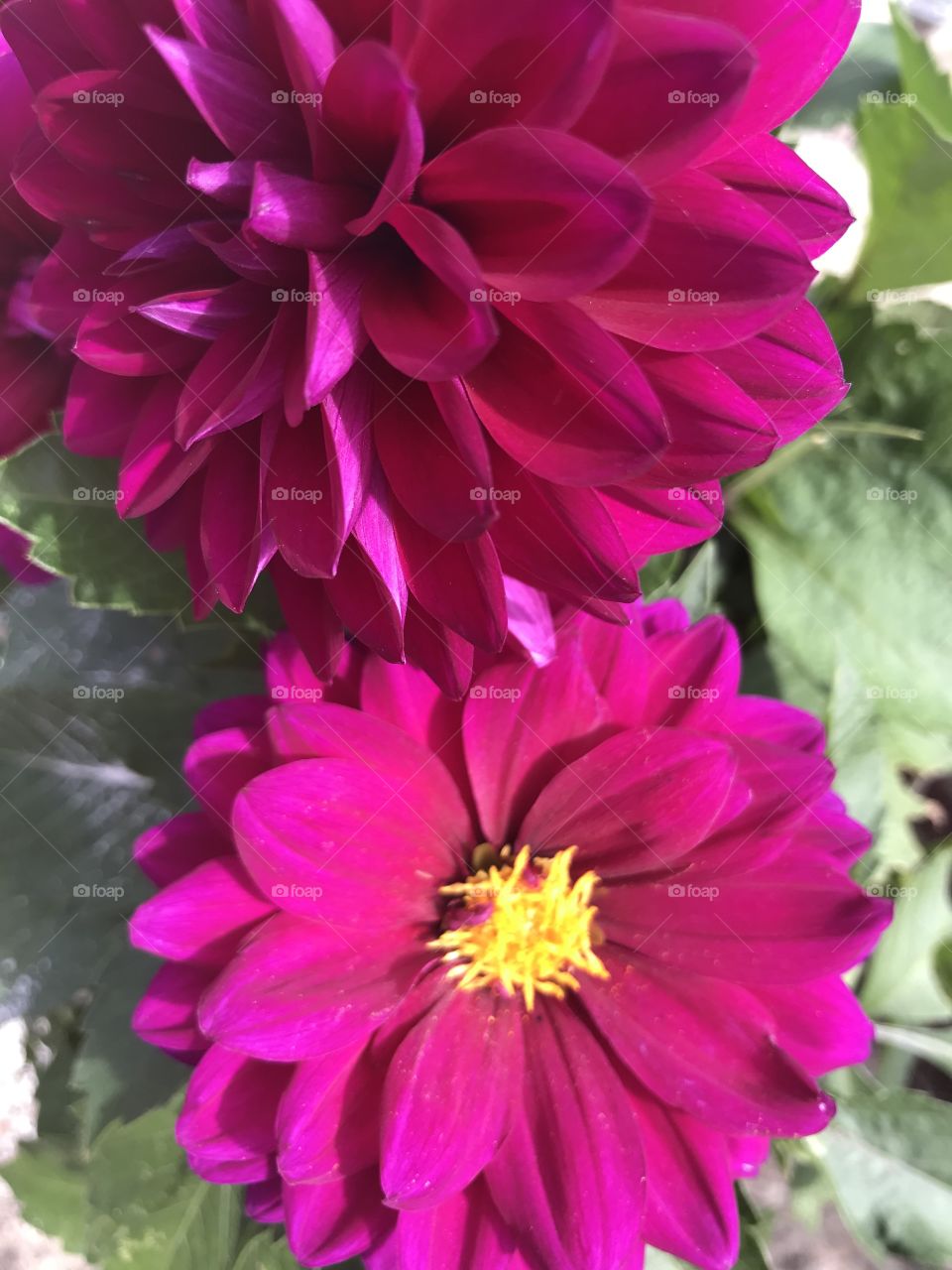 Beautiful, In the Garden 🪴