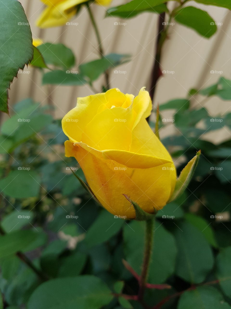 yellow rose bud