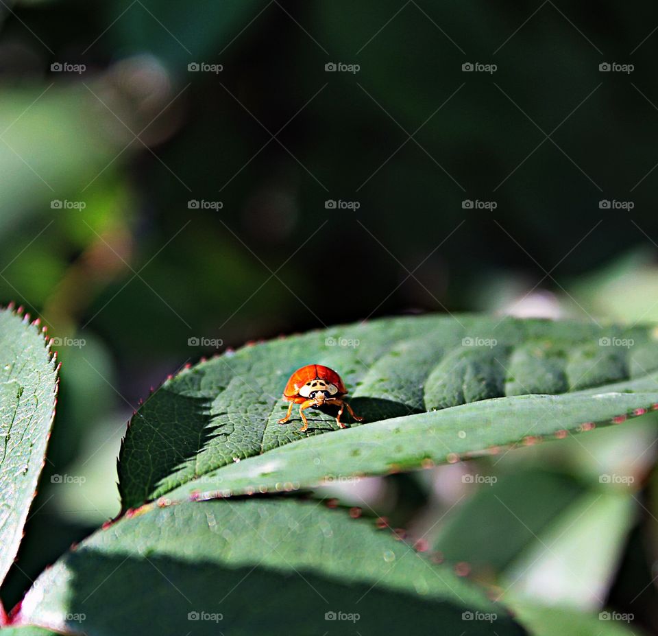 ladybug