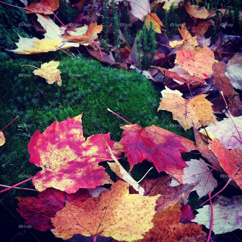 Maple leaves on moss