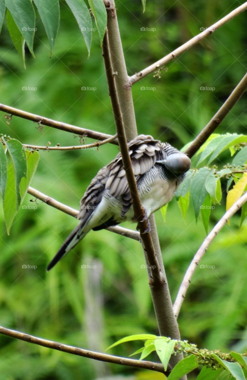 A Dove Cleaning Its Feather