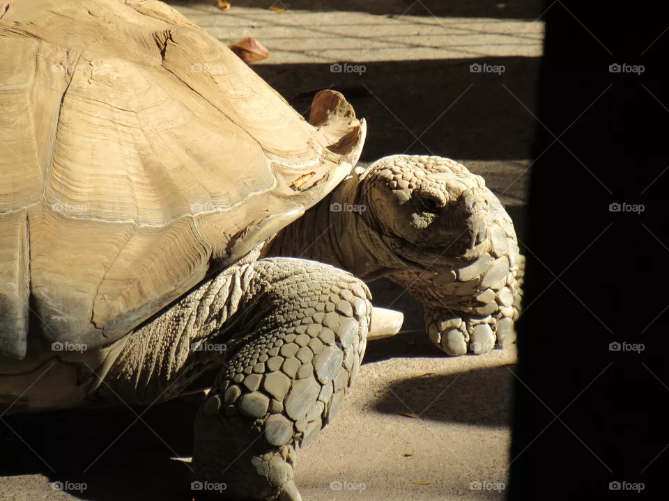 Turtle 