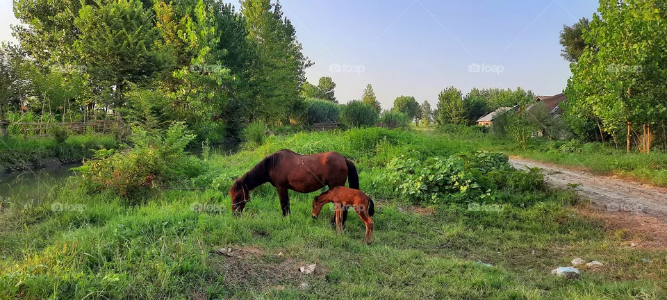 Mother and child are grazing