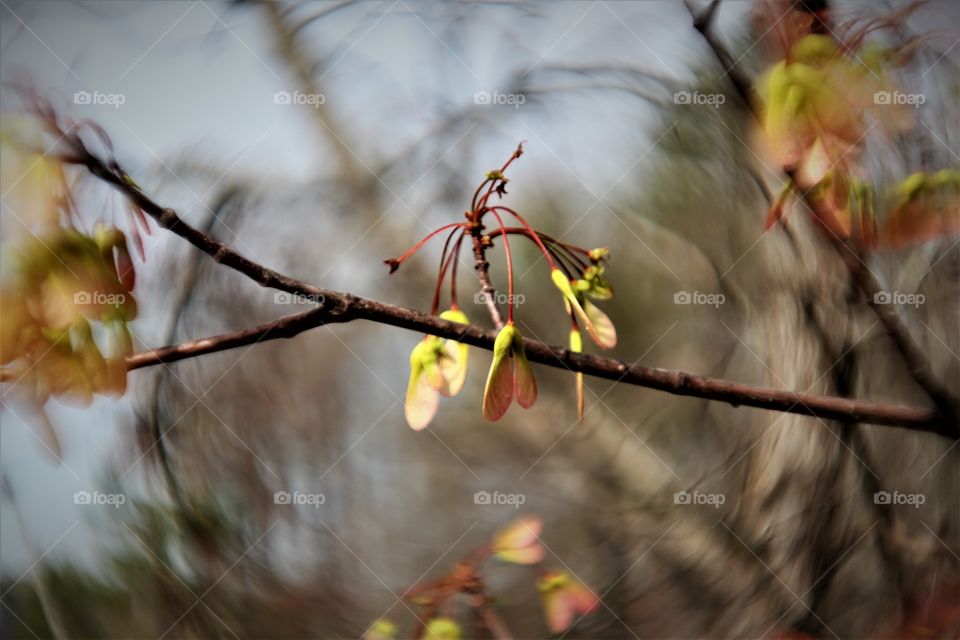 closeup of new seeds in spring.