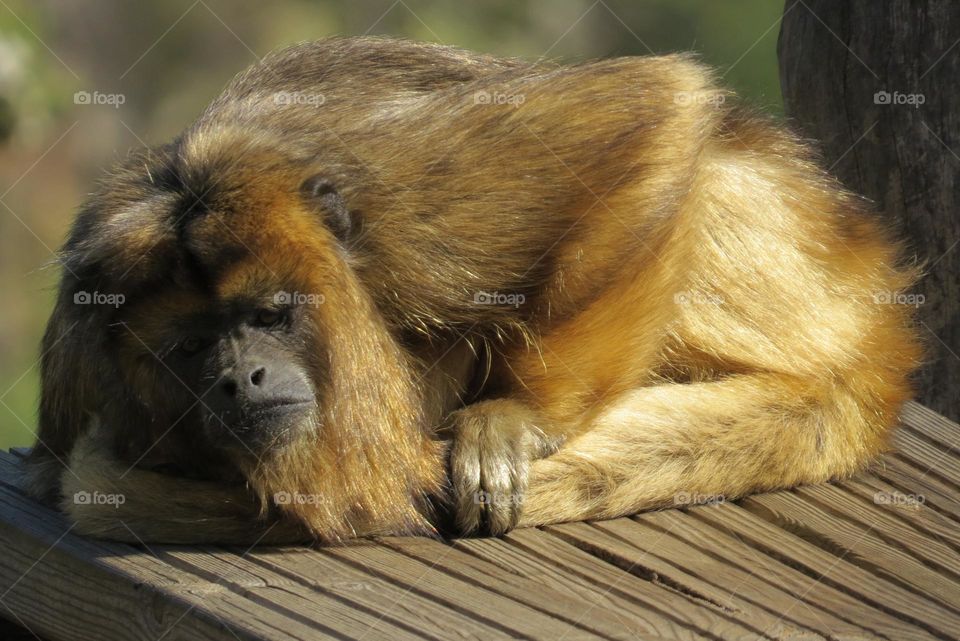 howler monkey