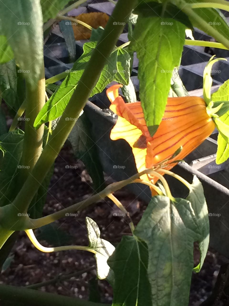 Flower in sunlight. Flower bathing in sunlight