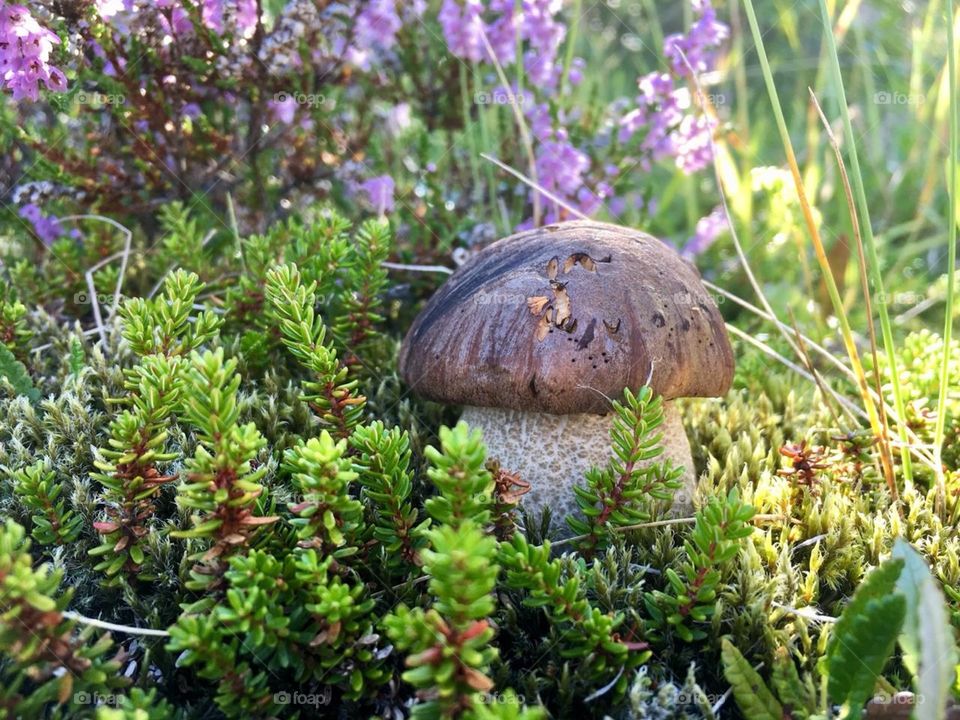 No filter needed it's art of nature wild mushroom 👌🍄🍄