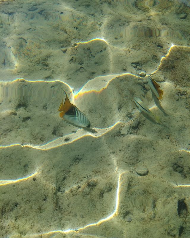 fish