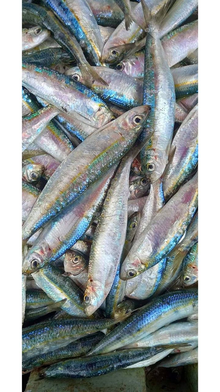 The fish have great colours