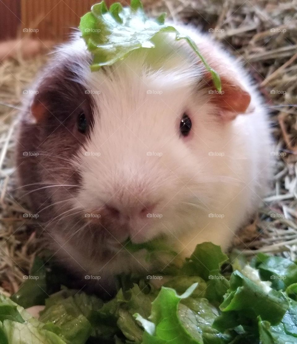 My Guinea Pig ~ Dooley Boy