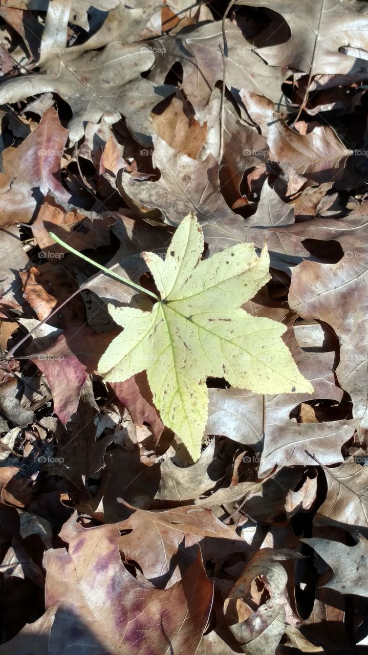 Fall, Leaf, No Person, Nature, Environment