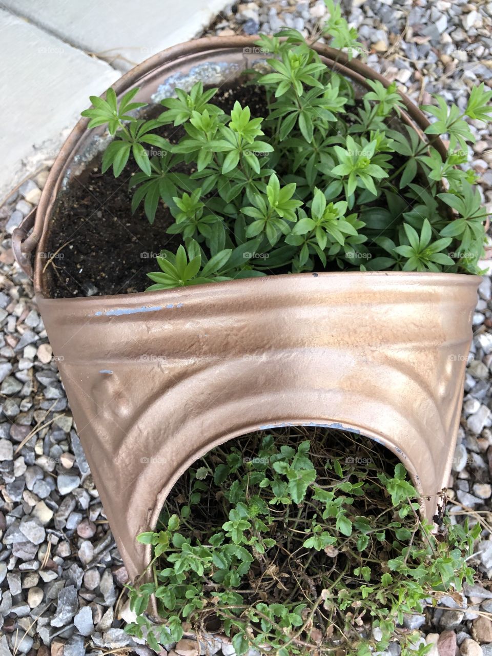 Antique pot with green plants