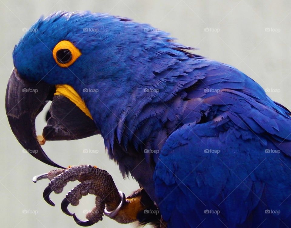 Blue macaw.
