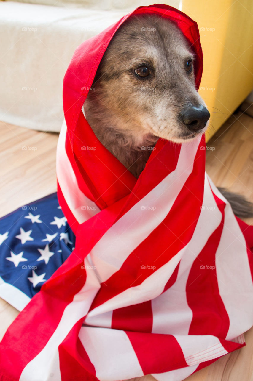 American dog