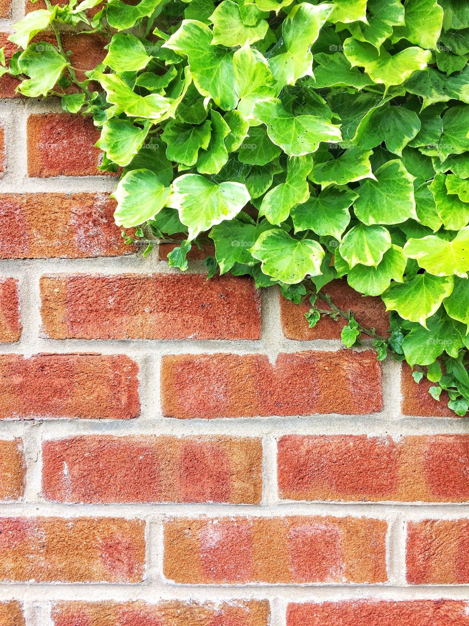 A brick wall with creeping or crawling ivy growing over in a nature or architecture background with copy space.