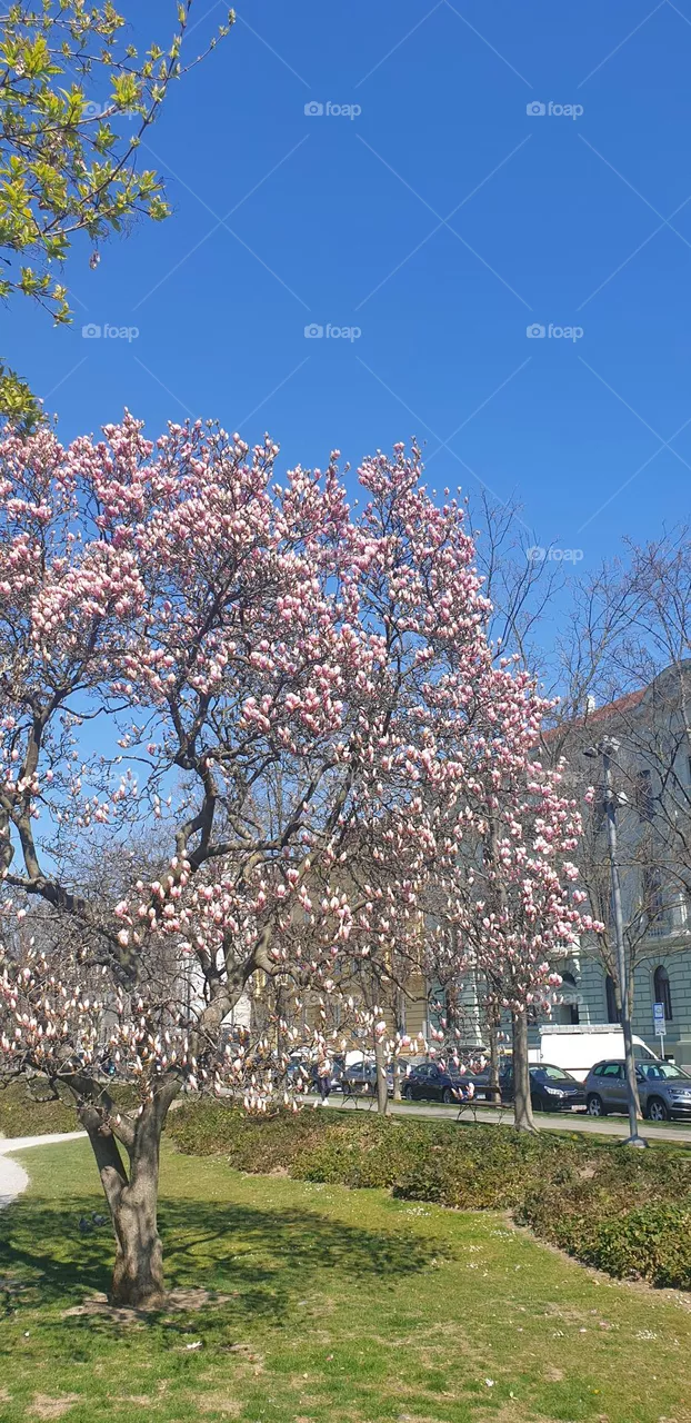 magnolia