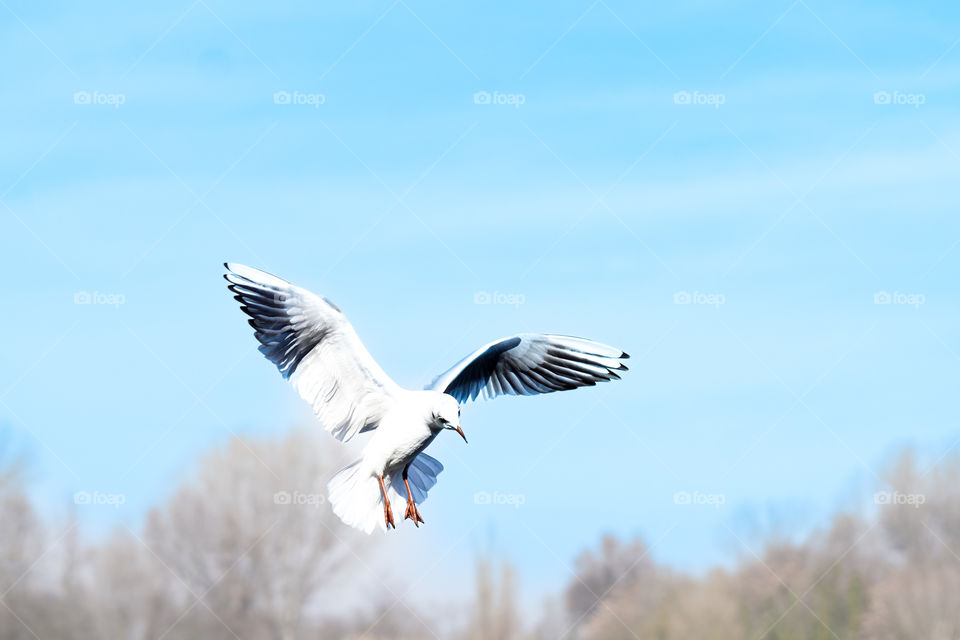 flying birds 