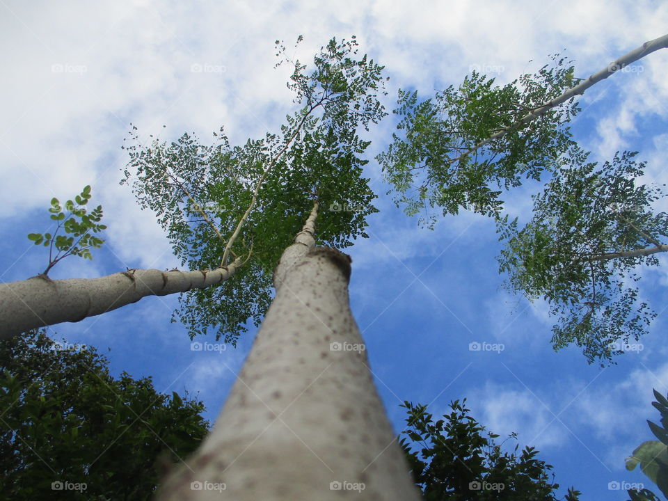 my view on moringa tree