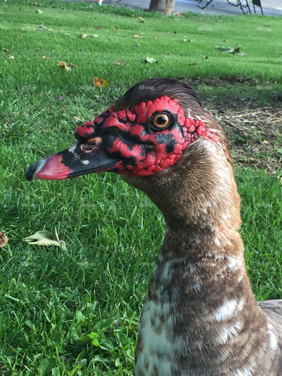 Cool looking duck 