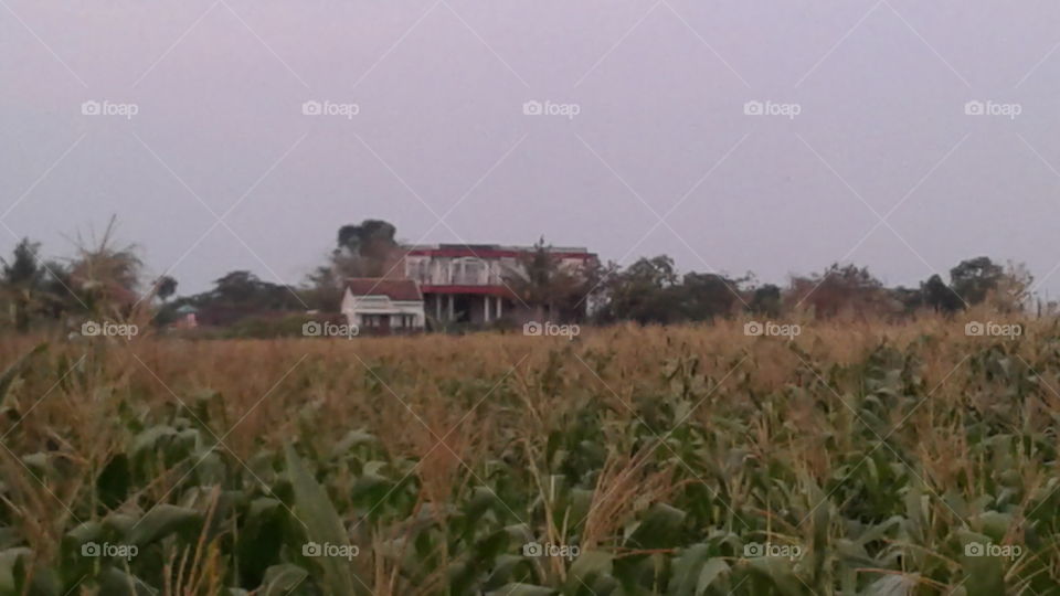 corn fields near the countryside
