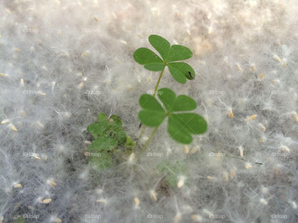 Cotton clovers. Cottonwood seeds and clovers