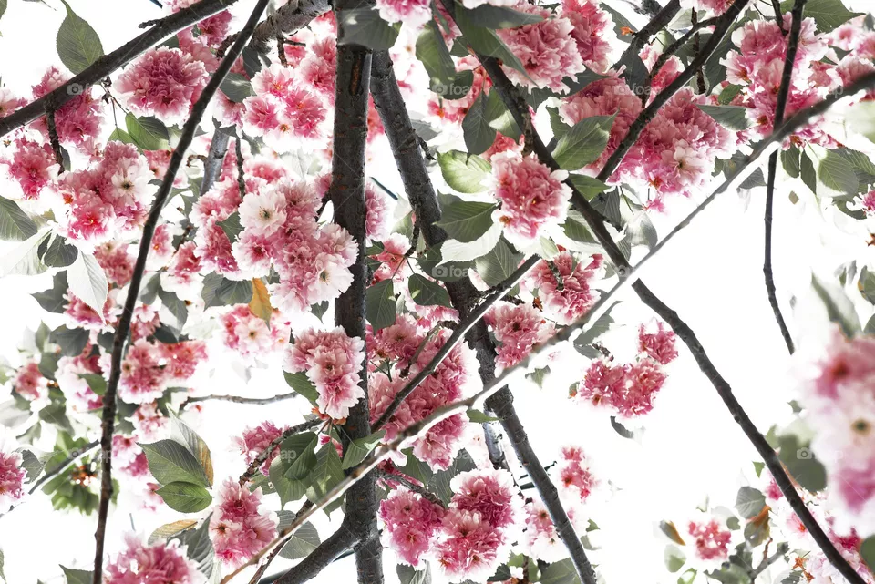 Pink blossoms