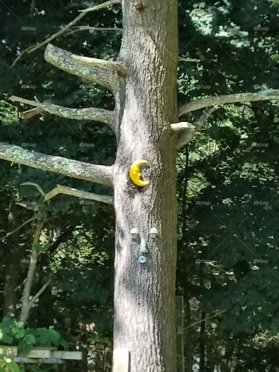 Yellow quarter moon on pine tree & sleepy face on same tree in early morning sunlight.