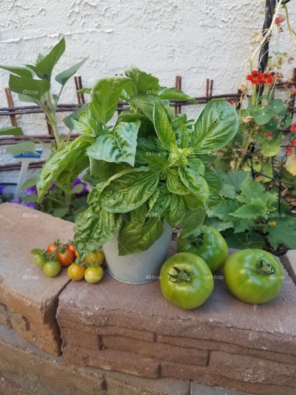 Tomato and basil harvest