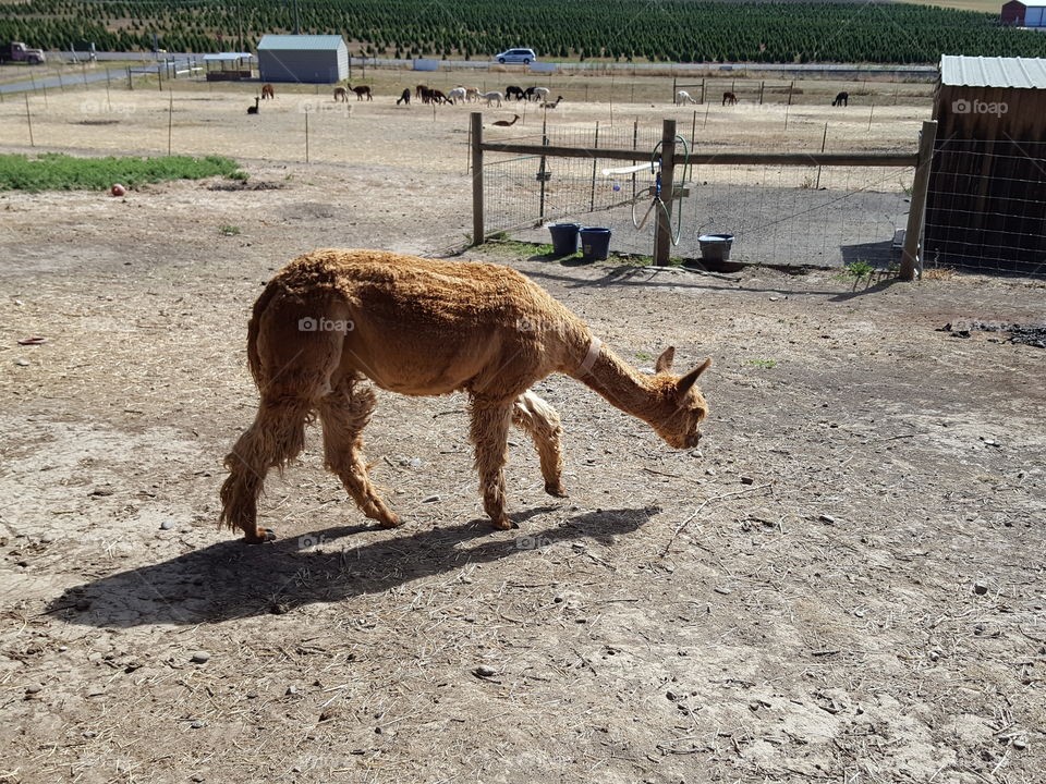 alpacas